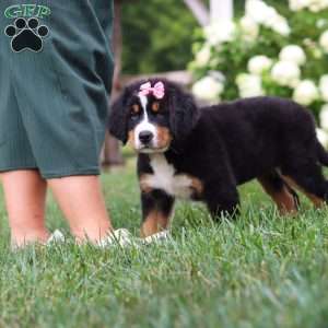 Marcy, Bernese Mountain Dog Puppy